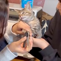体の力が抜けていく子猫