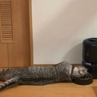 自動給餌器と猫
