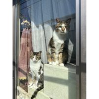 窓際にいる猫