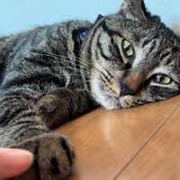 横になる猫の前足を触る人の指