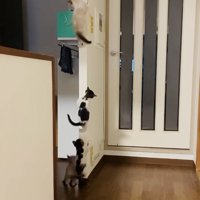 袖壁を登る3匹の子猫と見守る子猫