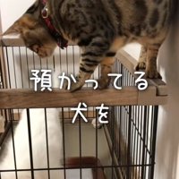 犬を覗き込む猫