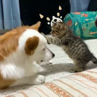 子猫と遊ぶ犬