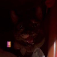 威嚇を止めた猫