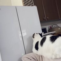 背中の上で冷蔵庫を見上げる猫ちゃん