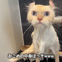 中身ほっそ