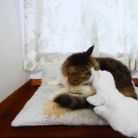 匂いを嗅ぐ猫