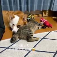 犬の甘える猫