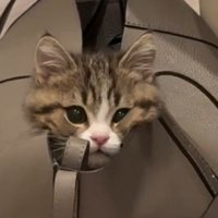 頬がひしゃげる猫