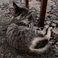 前足をなめる猫