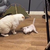 お腹を出して仰向けになる子猫