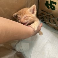 腕を掴む猫