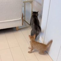 逃げる成猫
