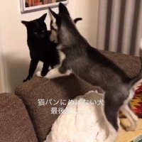 にらみ合う猫と犬