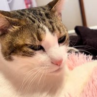 くつろぐ猫