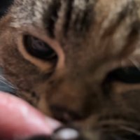 人の指をなめる猫