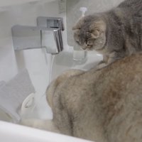 水に猫パンチする猫の写真2