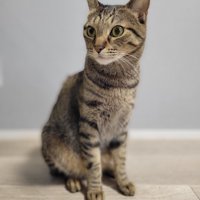 キジトラ猫の立ちポーズ