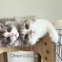猫用ハウスの上でくつろぐ母猫と子猫