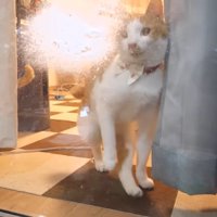 片足を上げるチップくん