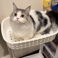 洗濯カゴの中のマンチカン