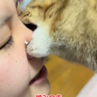 飼い主の鼻を咥える猫
