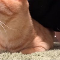 鳴き声を出す猫