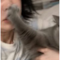 猫の手