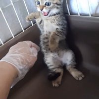 威嚇する子猫