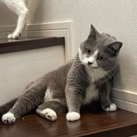階段にいる猫