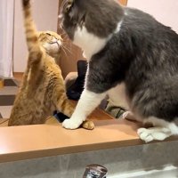 ケンカをする2匹の猫