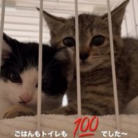 ケージ越しにカメラを見つめる2匹の子猫