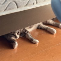 ベッド下に猫