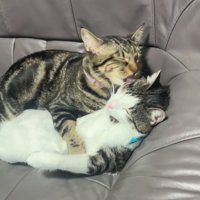 毛づくろいする猫