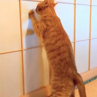 イカ耳で障子をガリガリする猫