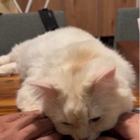 テーブルの上でくつろいでいる猫と猫に触れている人