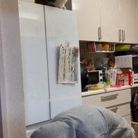 冷蔵庫の上に座っている猫とそれを見ている人