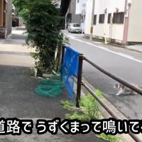 道路の端でうずくまる子猫