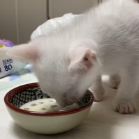ごはん