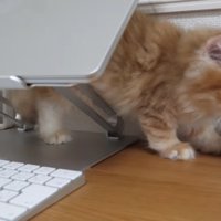 ノートPCの近くで遊ぶ猫