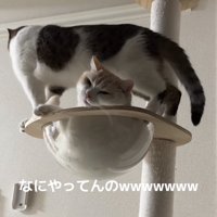 ボウルでくつろぐ猫とボウルの縁に立っている猫
