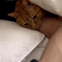 男性に腕枕をしてもらう猫