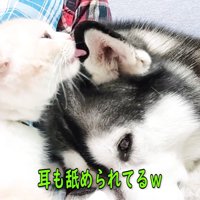 犬をなめる子猫