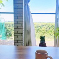 外を眺める黒猫