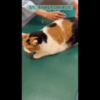 注射(横から・横を向くミケちゃん)