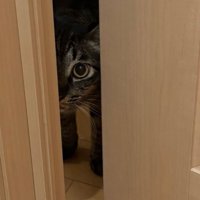 ドアの隙間から覗く猫