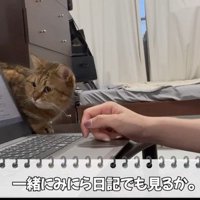 パソコンが気になるみにらくん