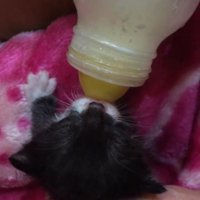 ミルクを飲む子猫