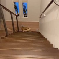 クッションを咥える猫