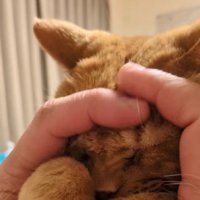 マッサージしてもらう猫